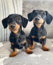 Health and playful Dachshund puppies
